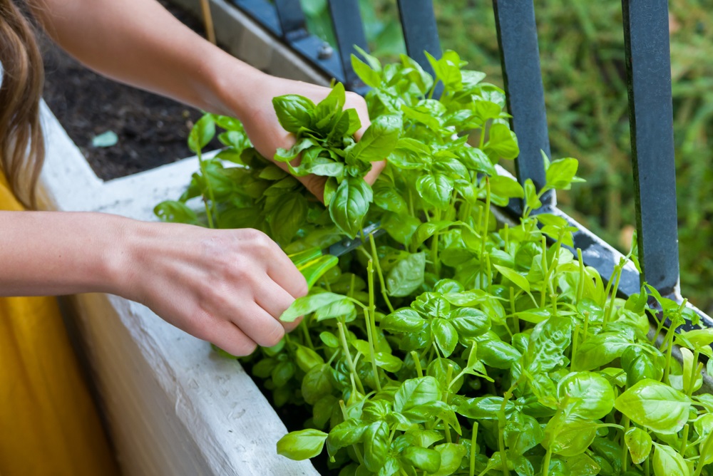 Ako si vypestovať čerstvé bylinky na balkóne či terase
