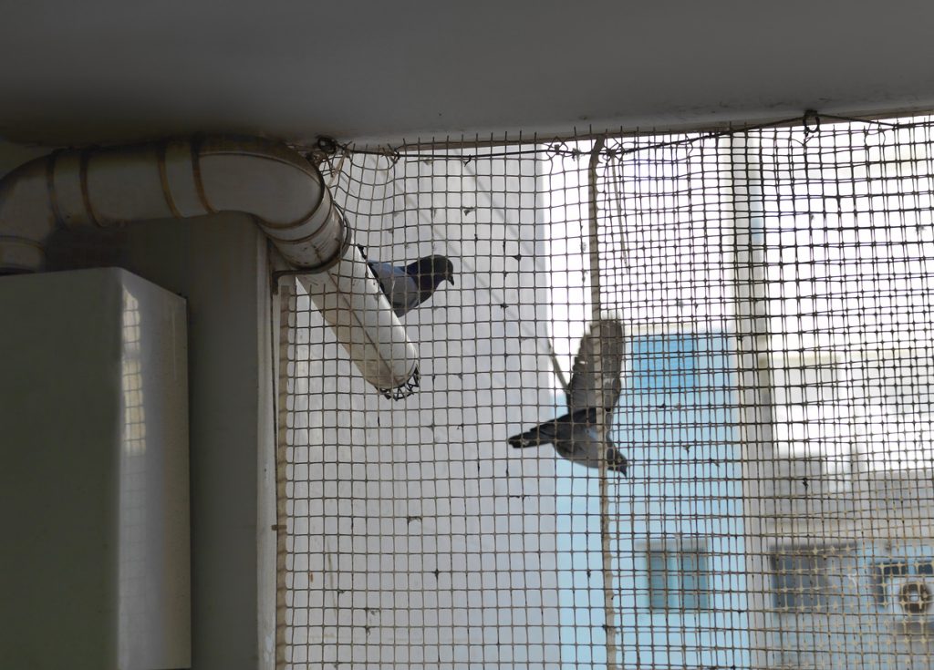 Ochranná sieť proti holubom