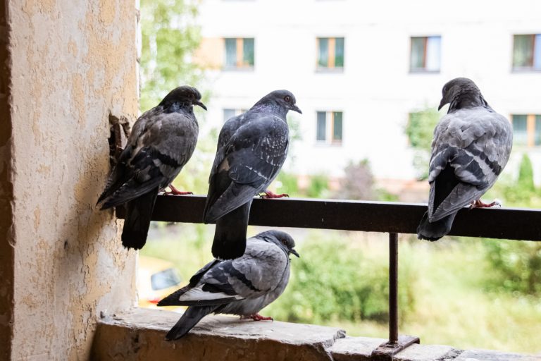 Ako vyhnať holuby zo strechy, balkóna či dvora? Vyskúšajte tieto triky!