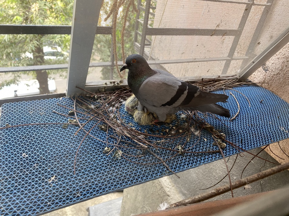 Holub hniezdiaci na balkóne