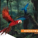Farebné papagáje v džungli