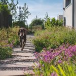 Kamenný chodník v záhrade so psom