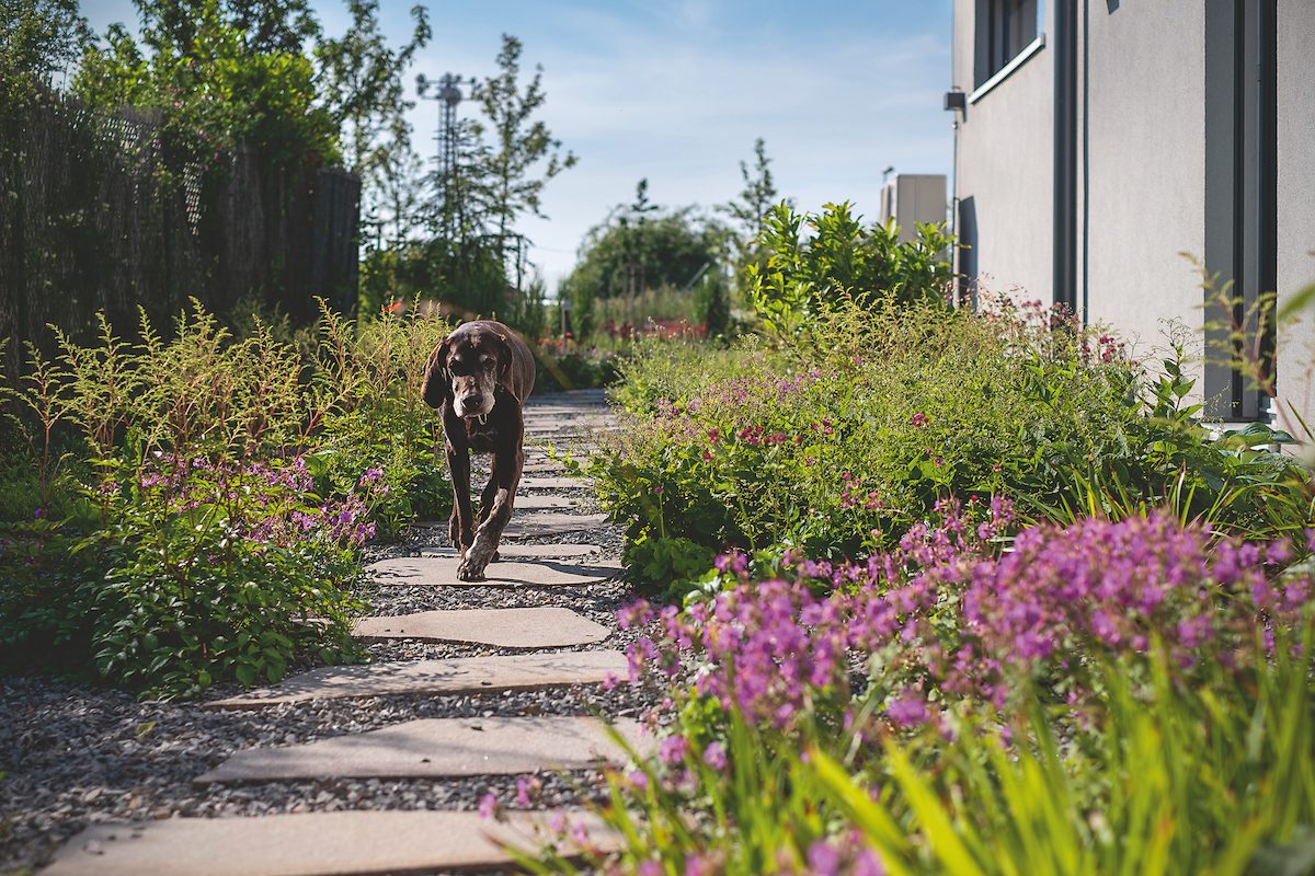Kamenný chodník v záhrade so psom