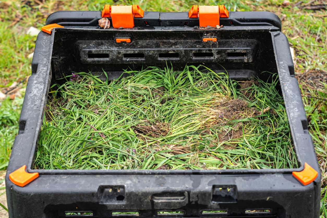 Freshly cut weeds in a plastic composter