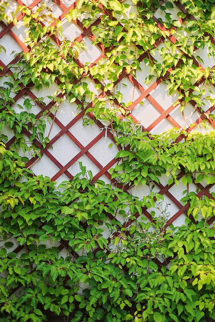 Zelené deliace steny - treláže