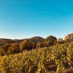 Exteriér domu s vinohradmi - Drevostavba pre vinára vo Velkých Žernosekách