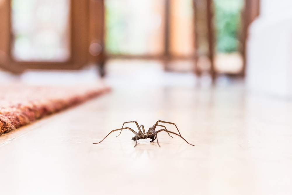 Lezúci pavúk po podlahe