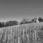 Okolité vinice - Drevostavba pre vinára vo Velkých Žernosekách