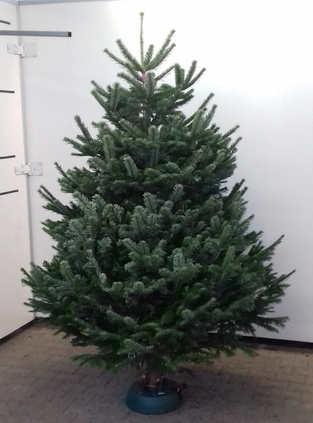 Živý vianočný stromček