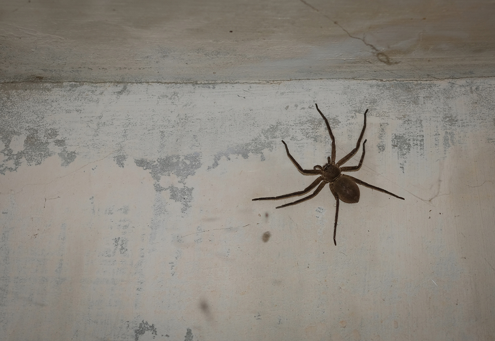 Na jeseň sa pavúky sťahujú do domácností. Neviete si s nimi rady? Vyskúšajte osvedčené prírodné spôsoby, ako ich spoľahlivo odpudiť