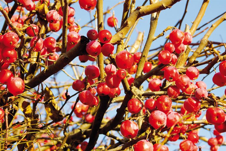 Staré odrody ovocných stromov – jabloní