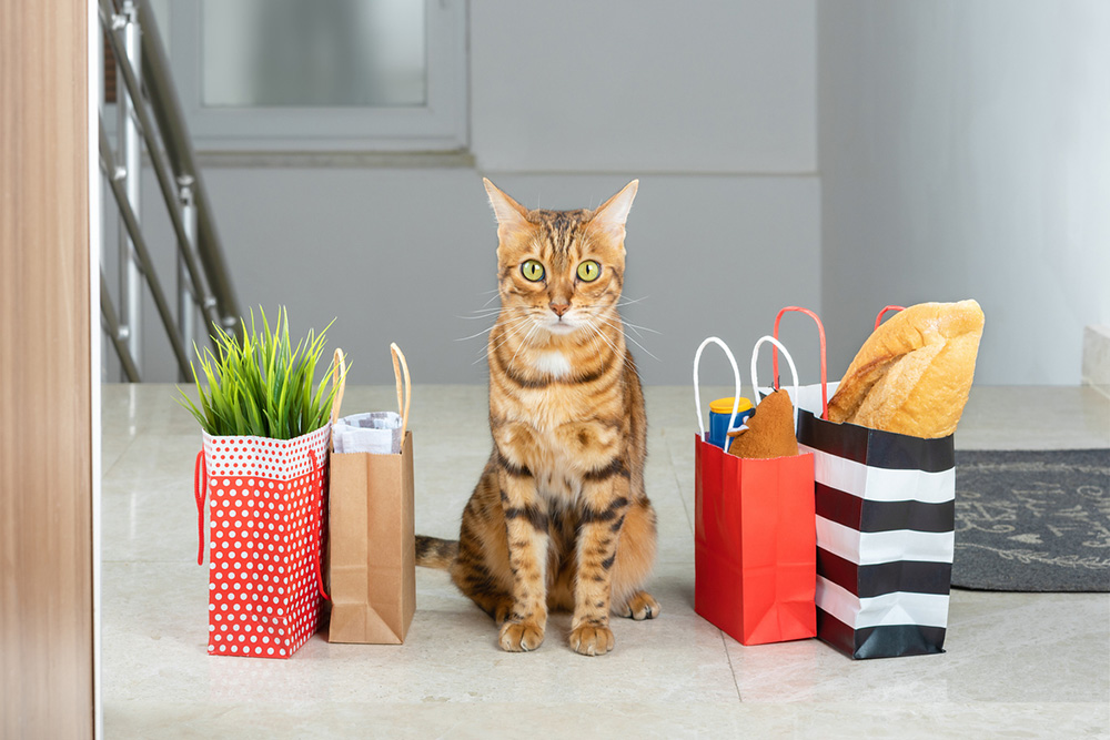 Mačka s nákupnými taškami