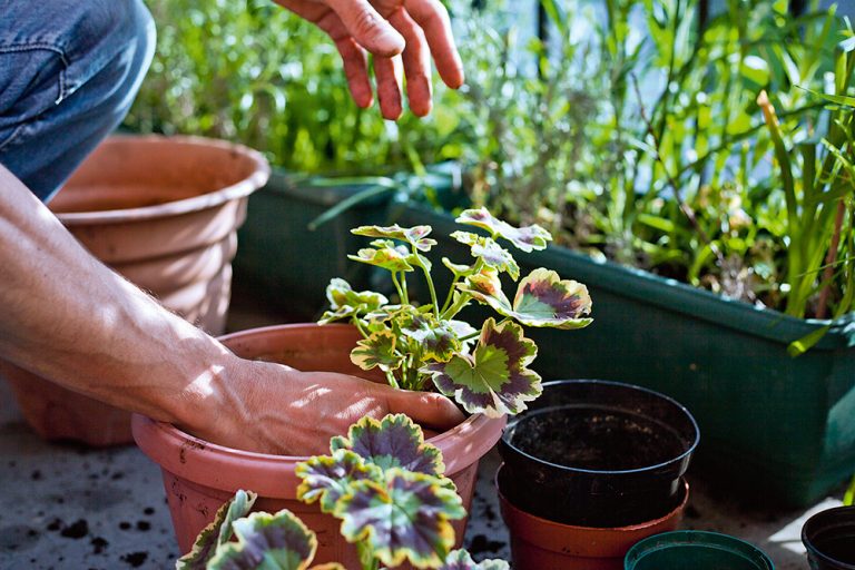 Začnite s predpestovaním, prípravou muškátov aj strihom levandule! Čo všetko môžete urobiť pre svoje rastliny a záhradu vo februári
