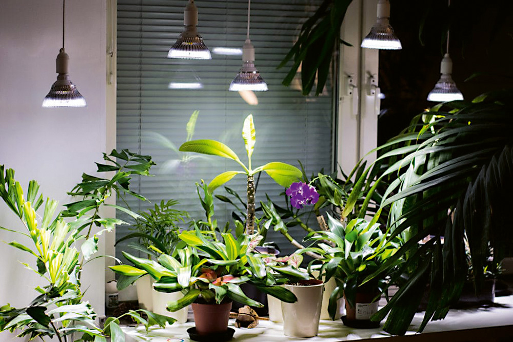 Svetelné podmienky pre izbové rastliny