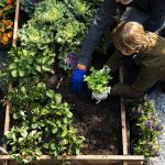 dospelý a dieťa sadia do záhona zeleninu a bylinky