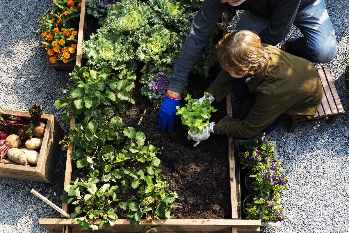 dospelý a dieťa sadia do záhona zeleninu a bylinky