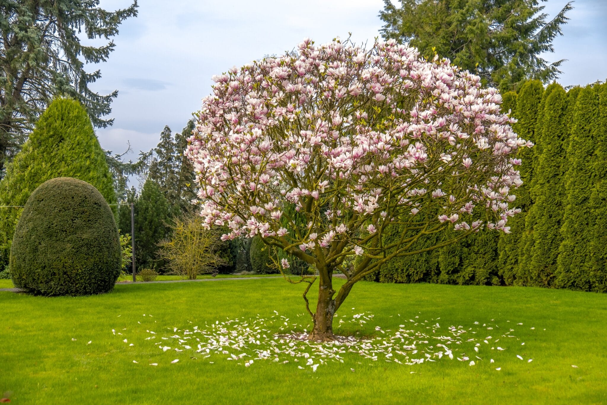 Magnolia na trávniku