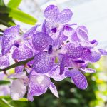 Orchidea vanda