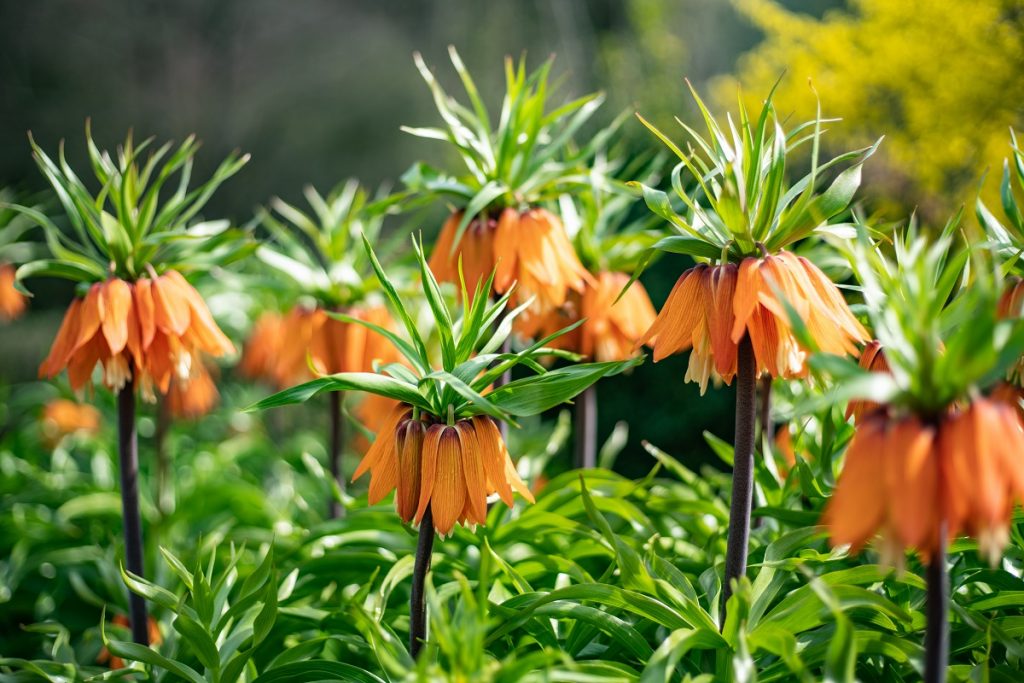 Korunkovky, magnólia aj mrkva… Čo v marci potrebuje vašu pozornosť v záhrade?