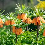 záhon oranžových kvetov - korunovky