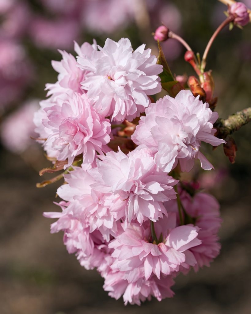 japonská čerešňa kvety