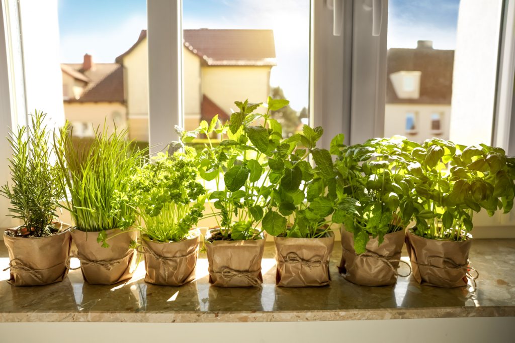 9 jedlých kvetov a byliniek do kuchyne, ktoré si vypestujete v interiéri alebo na balkóne a nepotrebujú veľa priestoru!