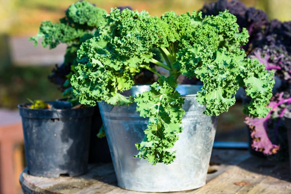 Kale plant in pot