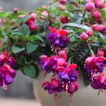 purpurové fuksie v kvetináči