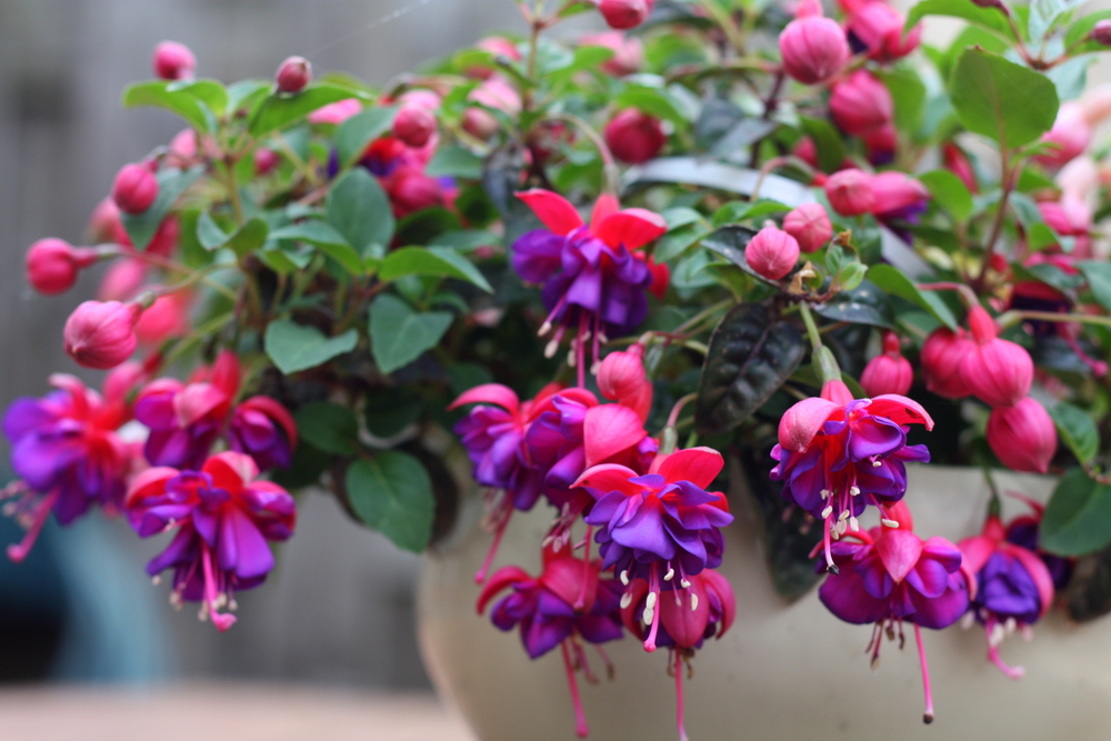 purpurové fuksie v kvetináči