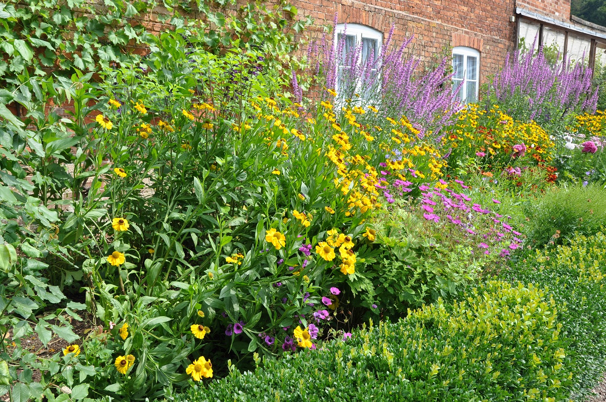 Colourful,Summer,Border,Of,Herbaceous,Perennial,Plants,In,The,English