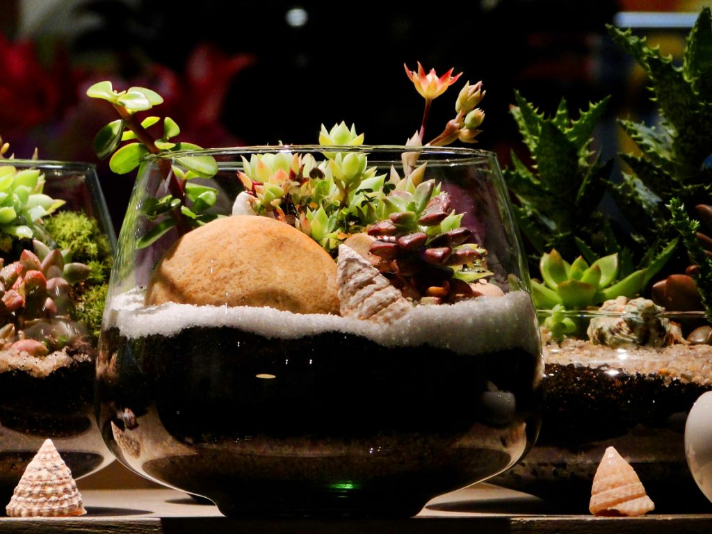 Succulents terrarium