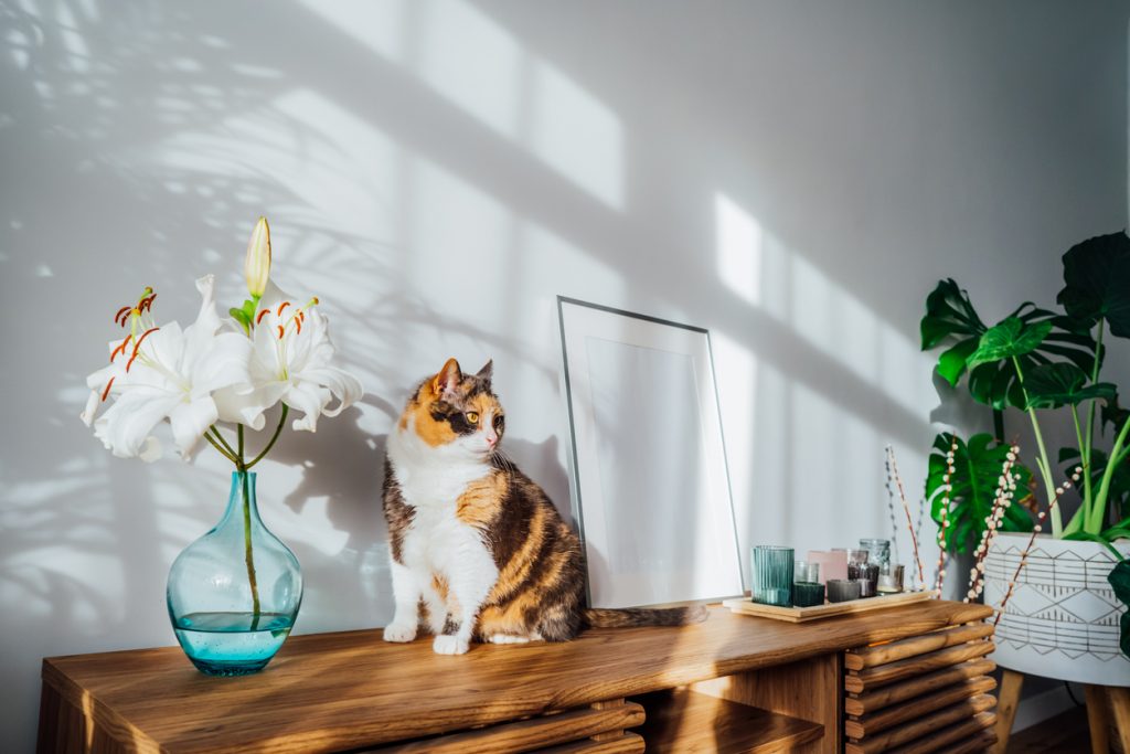 váza s ľaliami na komode, kde sedí mačka