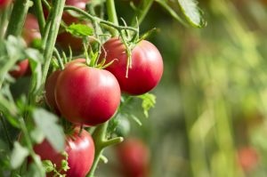 Prirodzená ochrana paradajok: Tieto 3 rastliny odháňajú škodcov a zlepšujú chuť plodov