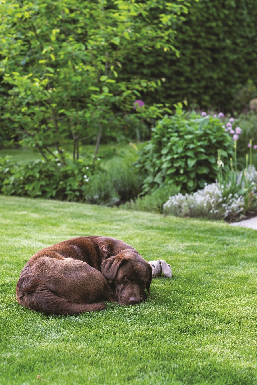 hnedý labrador na trávniku
