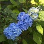 modrá hortenzia kalinolistá