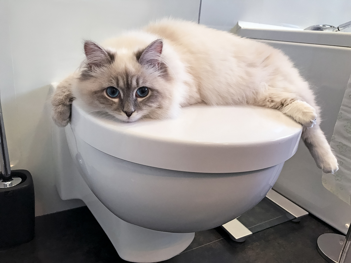 mačka leží na záchode