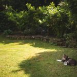 mačka na trávniku v tieni