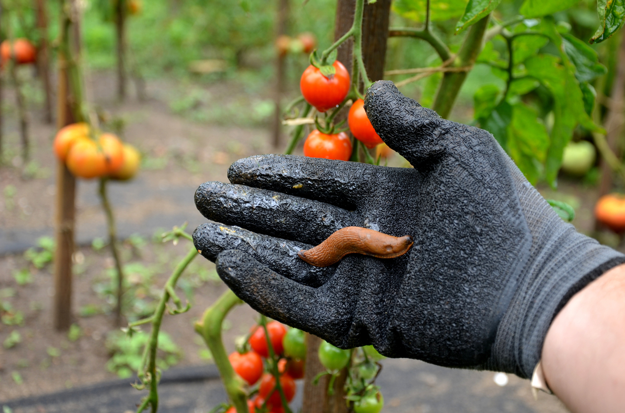 slimák na ruke v rukavici medzi paradajkami