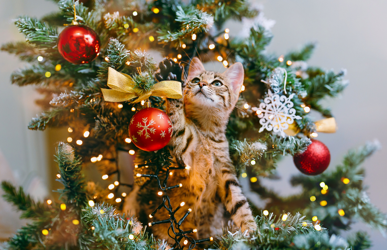 mačiatko vo vianočnom stromčeku