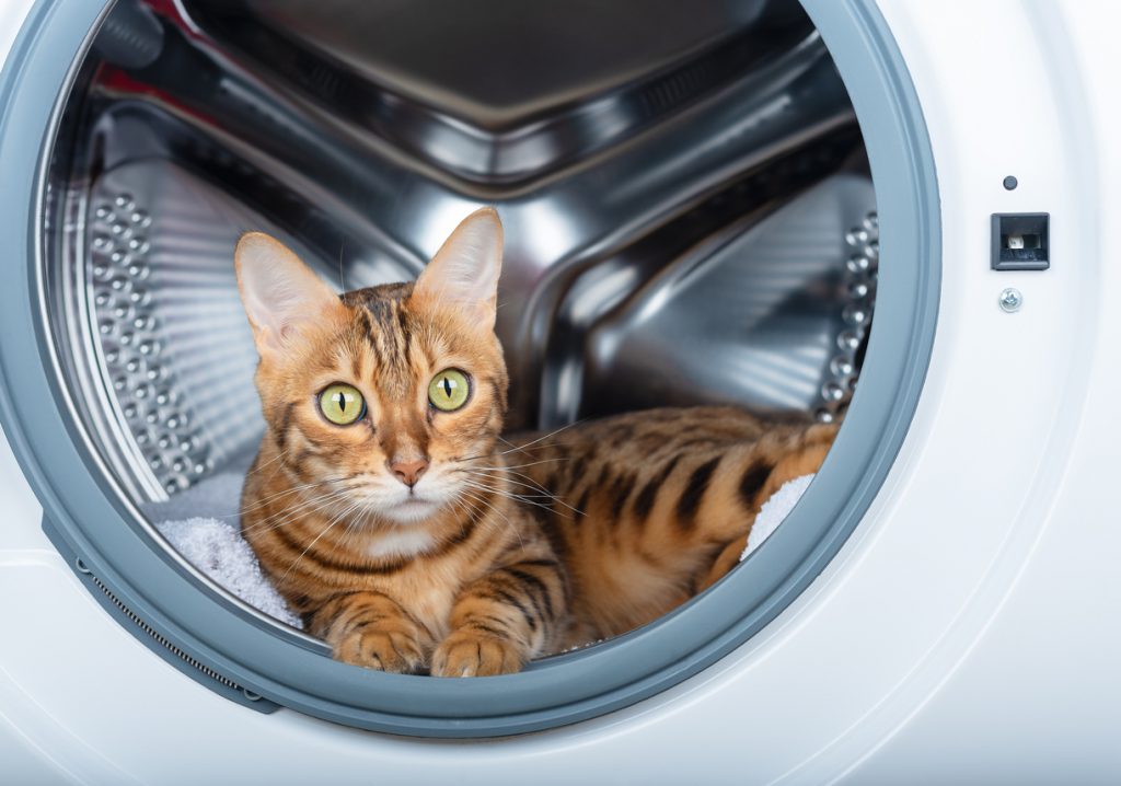 bengálska mačka v práčke
