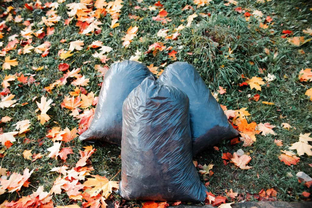 Garbage bags on the autumn lawn. Cleaning fallen leaves in the park.