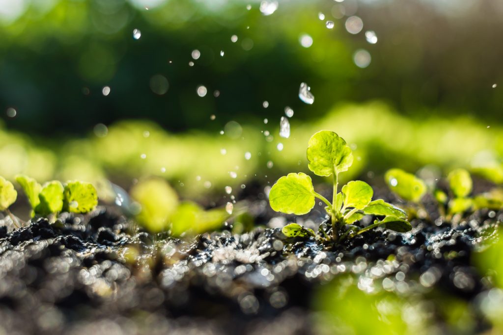 Máte v záhrade príliš suchú alebo veľmi premočenú pôdu? Takto zvýšite jej kvalitu