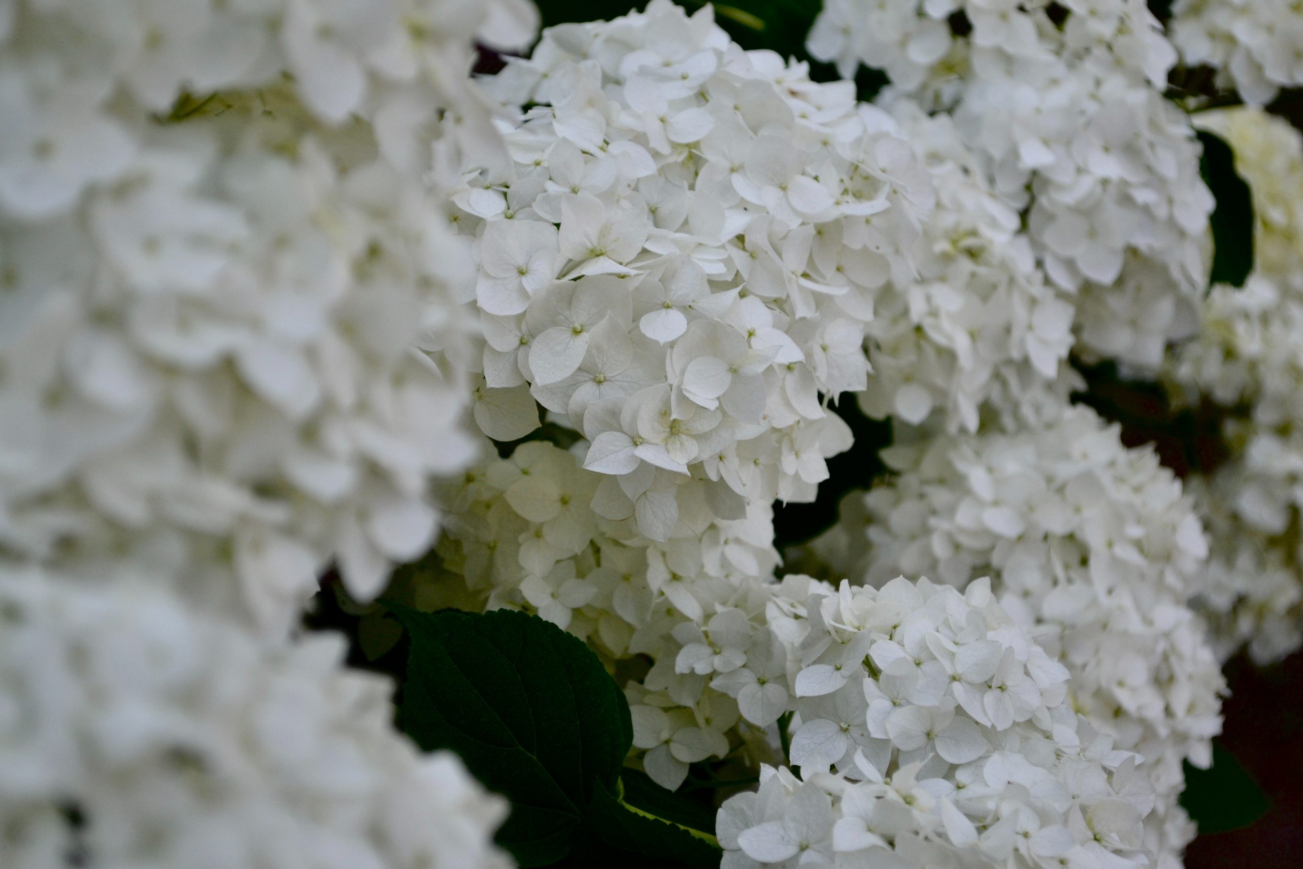 biela hortenzia stromčekovitá