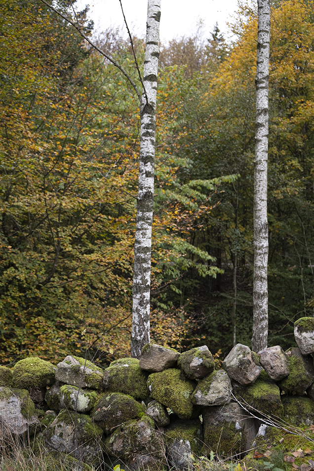kamenný múrik v lese