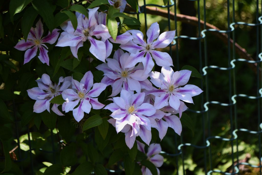 Clematis, plmienok