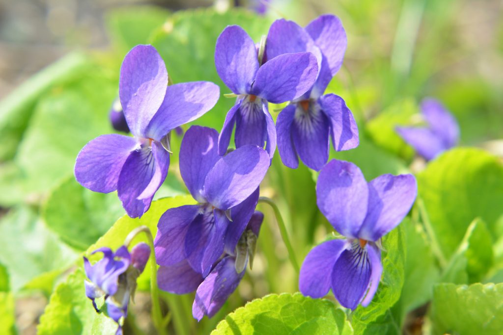 Viola odorata, fialka