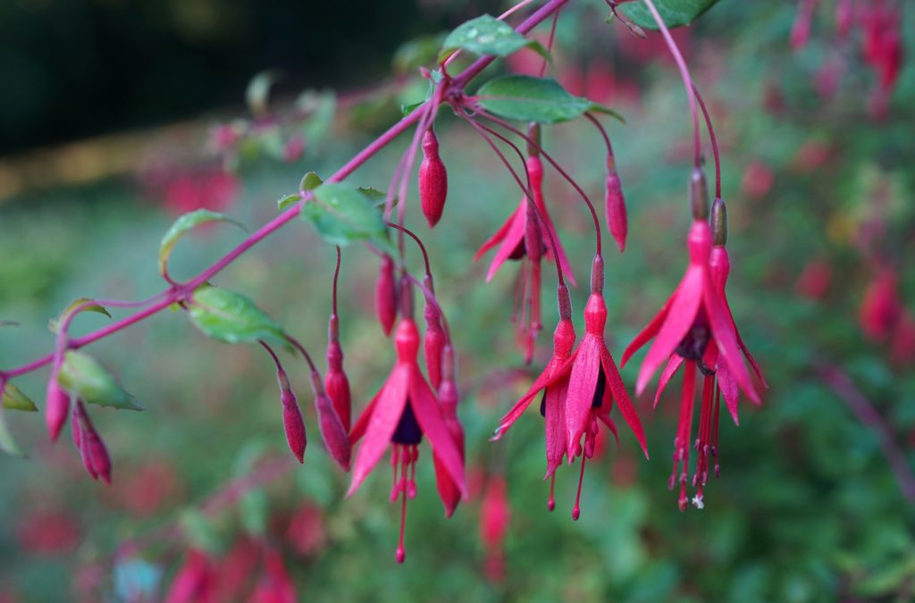 Fuchsia magellanica, fuksia čilská