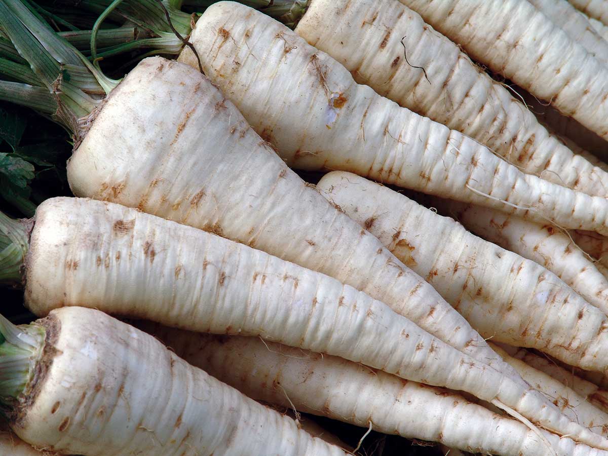 Poloneskorá odroda ‘Alba’ na univerzálne použitie je veľmi odolná proti hrdzavosti koreňa. 