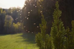 Ako spoľahlivo ochrániť v lete dom a záhradu pred otravným hmyzom