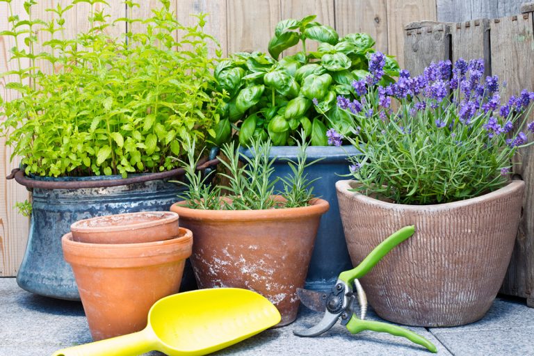 Užitočné rady a tipy, ako sa starať o záhradu v auguste